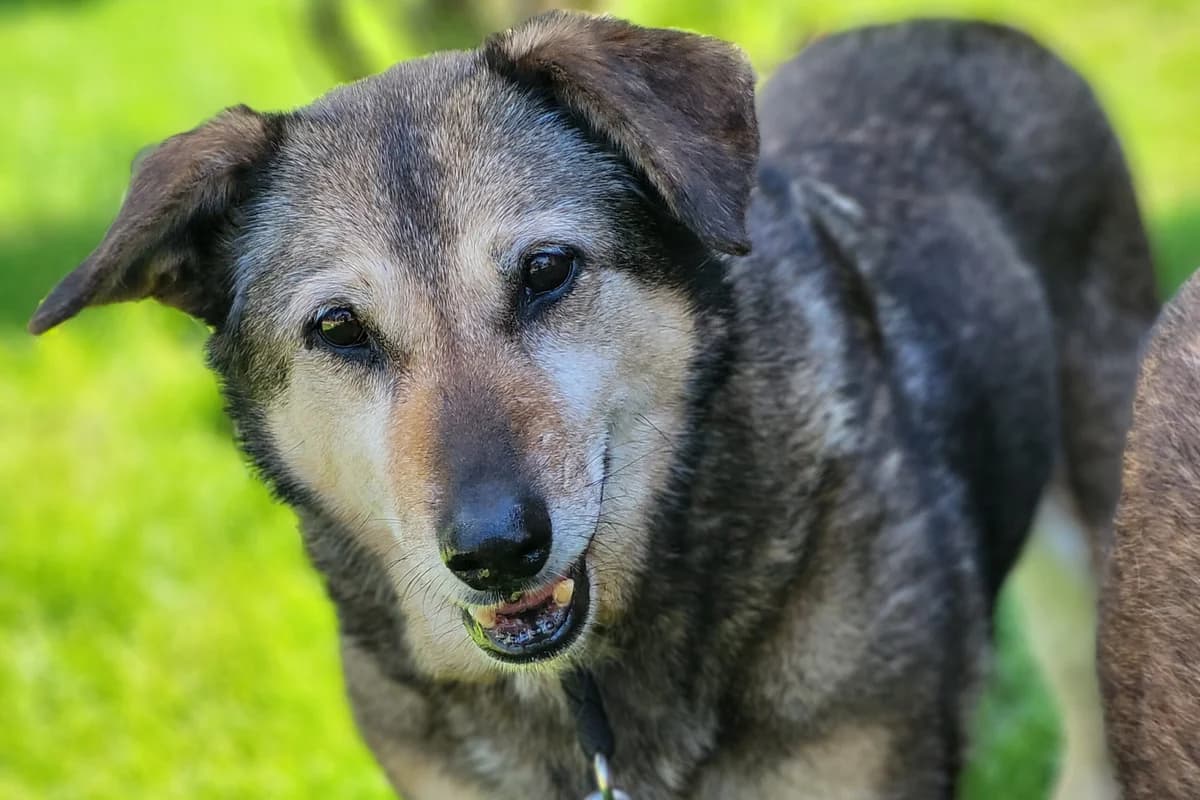 Hund Gizi sucht ein Zuhause, female senior Mixed Breed for adoption at 4animals! e.V. Hundeauffangstation HASt, Essen