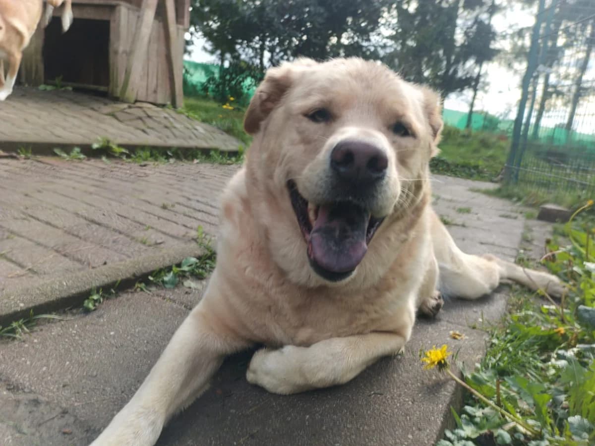 Hund Asko sucht ein Zuhause, male senior Labrador Retriever for adoption at 4animals! e.V. Hundeauffangstation HASt, Essen