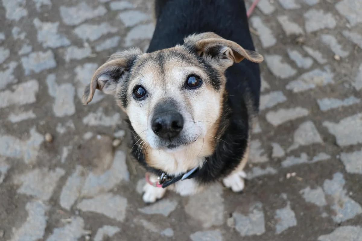 Hund Bandzior sucht ein Zuhause, male senior Mixed Breed for adoption at 4animals! e.V. Hundeauffangstation HASt, Essen