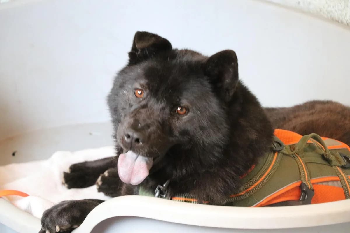 Hund Henriette sucht ein Zuhause, female 4yo Chow Chow for adoption at 4animals! e.V. Hundeauffangstation HASt, Essen