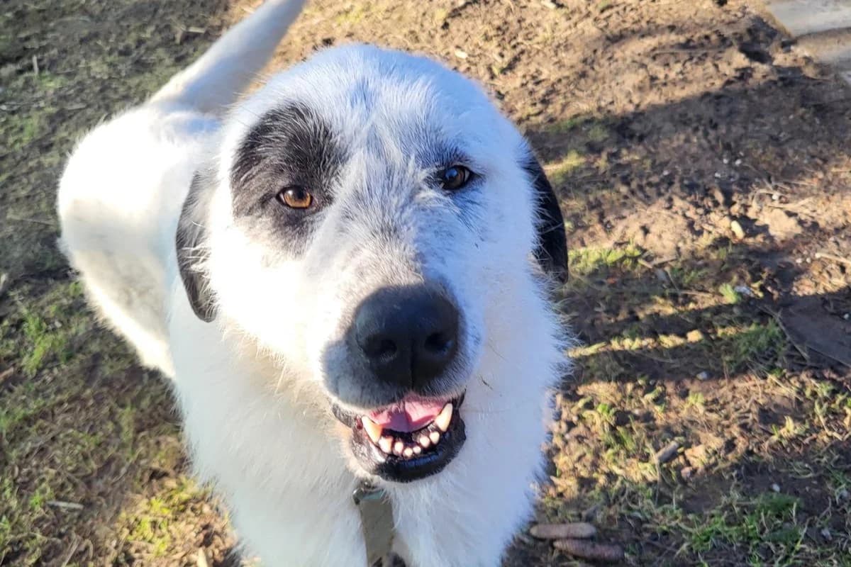 Hund Ulla sucht ein Zuhause, female 3yo Mixed Breed for adoption at 4animals! e.V. Hundeauffangstation HASt, Essen