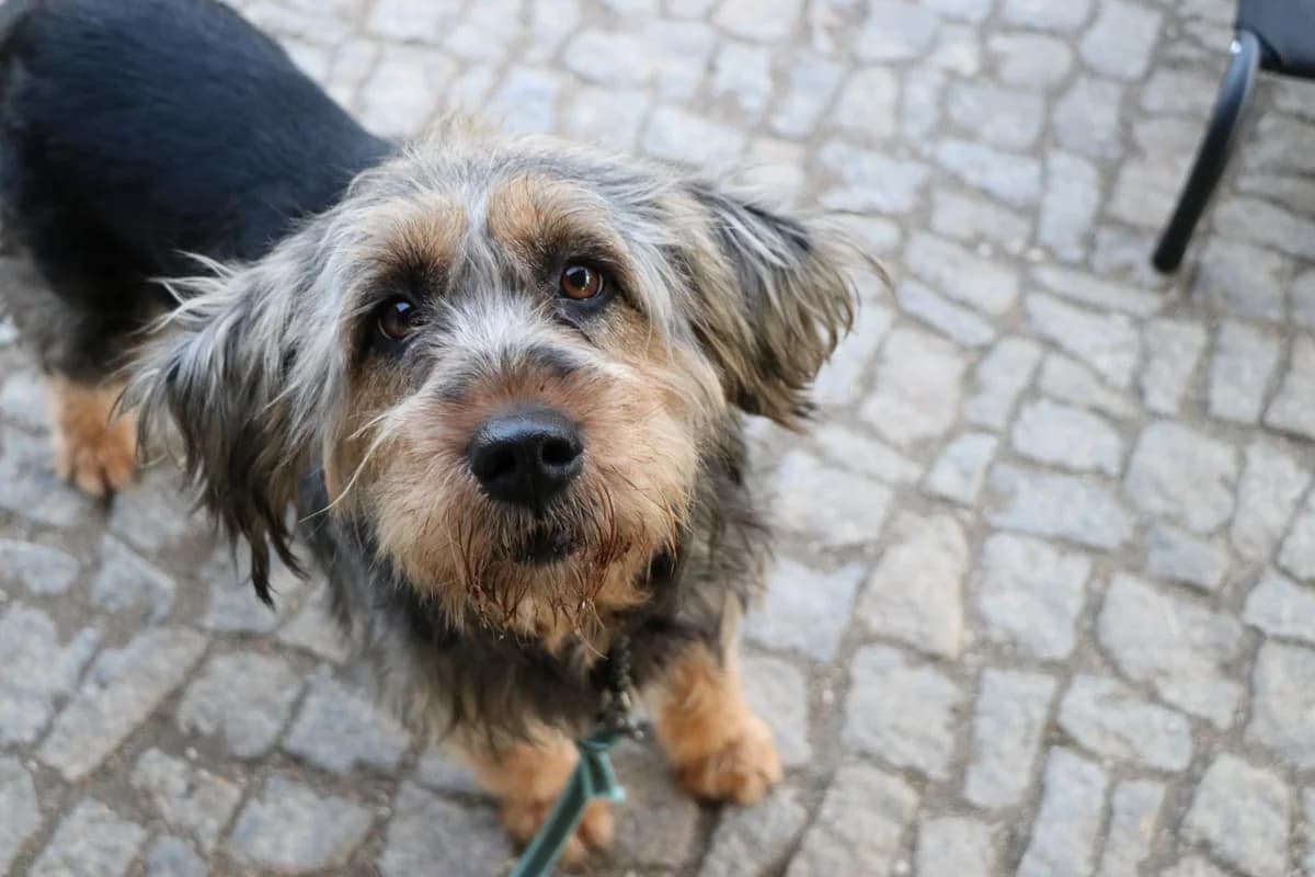 Hund Bonnie sucht ein Zuhause, female 4yo Mixed Breed for adoption at 4animals! e.V. Hundeauffangstation HASt, Essen