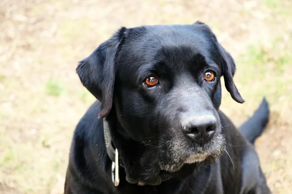 Hund Mailo sucht ein Zuhause, male senior Labrador Retriever for adoption at 4animals! e.V. Hundeauffangstation HASt, Essen