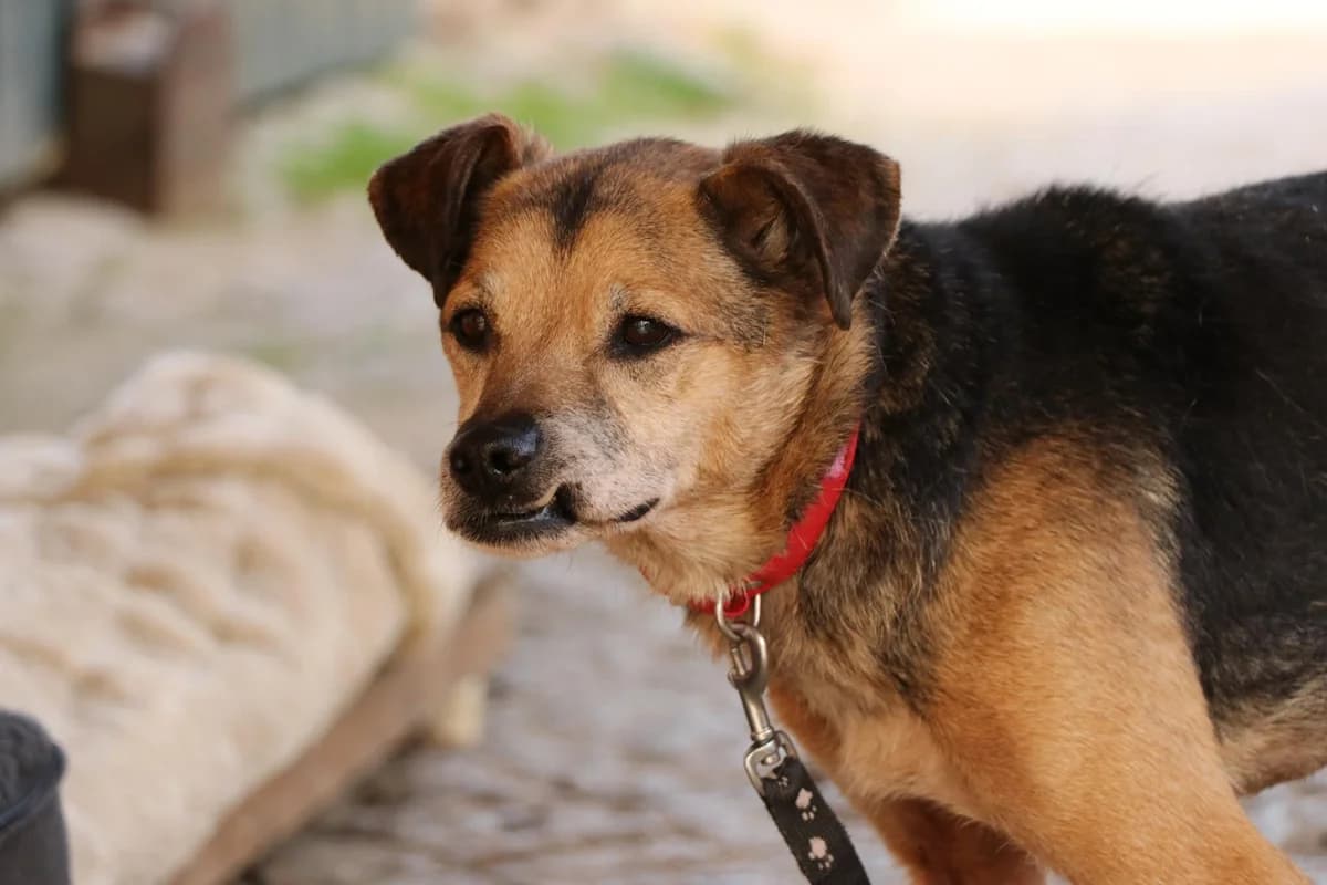 Hund Milton sucht ein Zuhause, male senior Mixed Breed for adoption at 4animals! e.V. Hundeauffangstation HASt, Essen