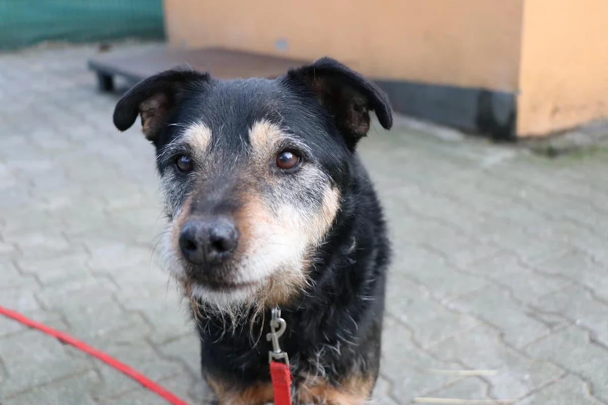 Hund Julian sucht ein Zuhause, male senior Mixed Breed for adoption at 4animals! e.V. Hundeauffangstation HASt, Essen