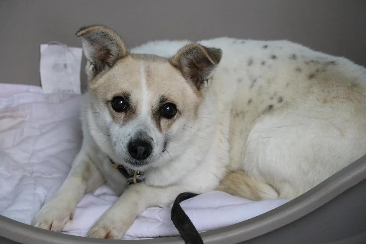 Hund Milka sucht ein Zuhause, female 6yo Mixed Breed for adoption at 4animals! e.V. Hundeauffangstation HASt, Essen