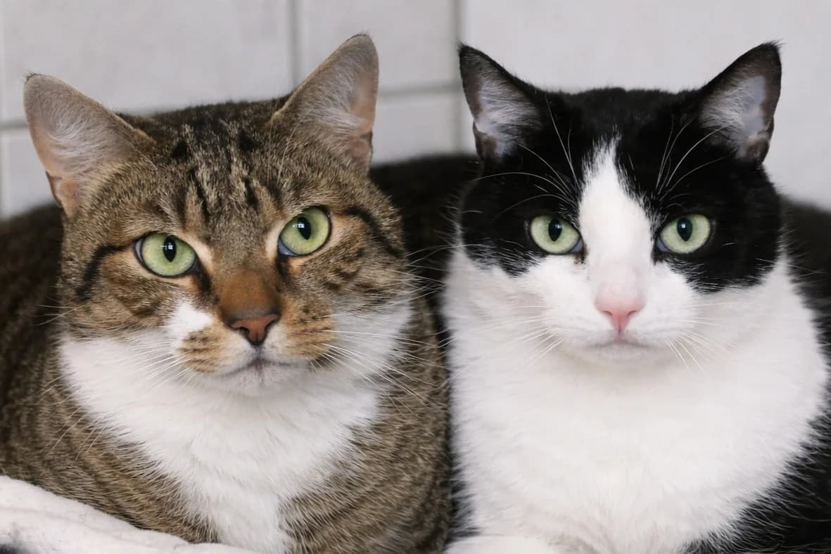 Katzen Rudi und Erwin suchen ein Zuhause, schwarz male 4yo Mixed Breed for adoption at 4animals! e.V. Hundeauffangstation HASt, Essen