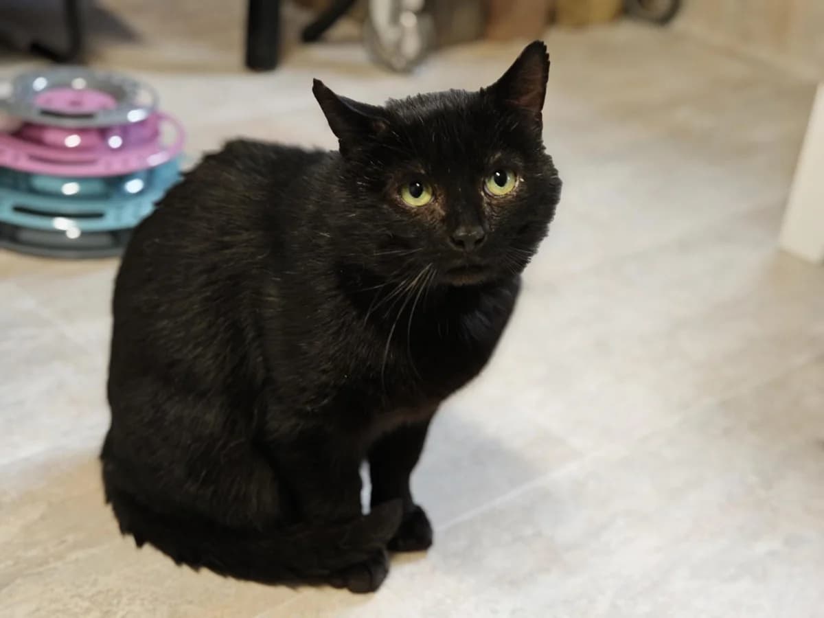 Katze Mephisto sucht ein Zuhause, male puppy Mixed Breed for adoption at 4animals! e.V. Hundeauffangstation HASt, Essen