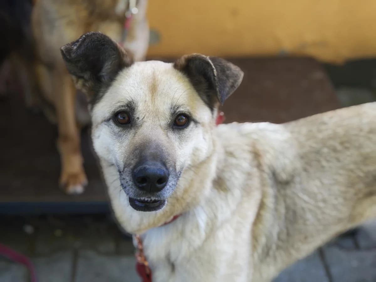 Hund Tomka sucht ein Zuhause, female senior Mixed Breed for adoption at 4animals! e.V. Hundeauffangstation HASt, Essen