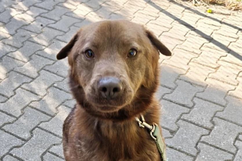 Hund Toffifee sucht ein Zuhause, male young Mixed Breed for adoption at 4animals! e.V. Hundeauffangstation HASt, Essen
