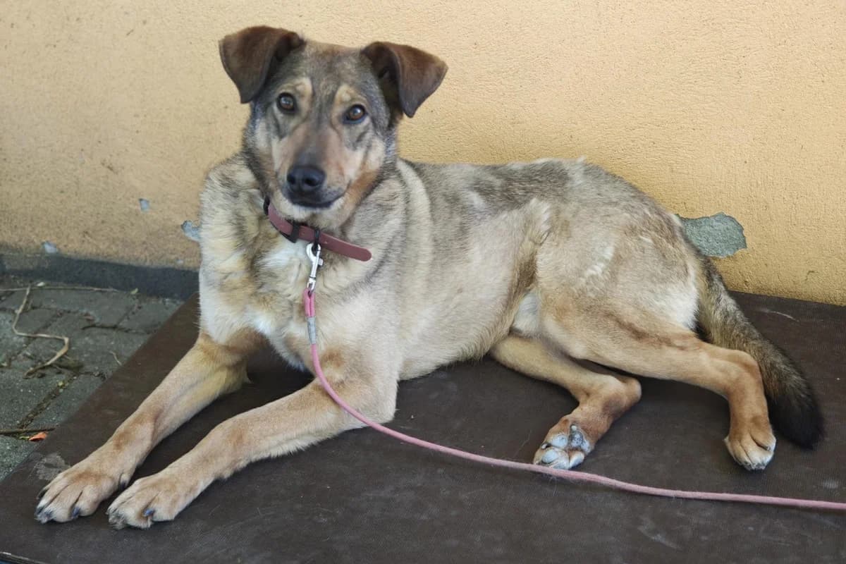 Hund Ares sucht ein Zuhause, male 3yo Mixed Breed for adoption at 4animals! e.V. Hundeauffangstation HASt, Essen