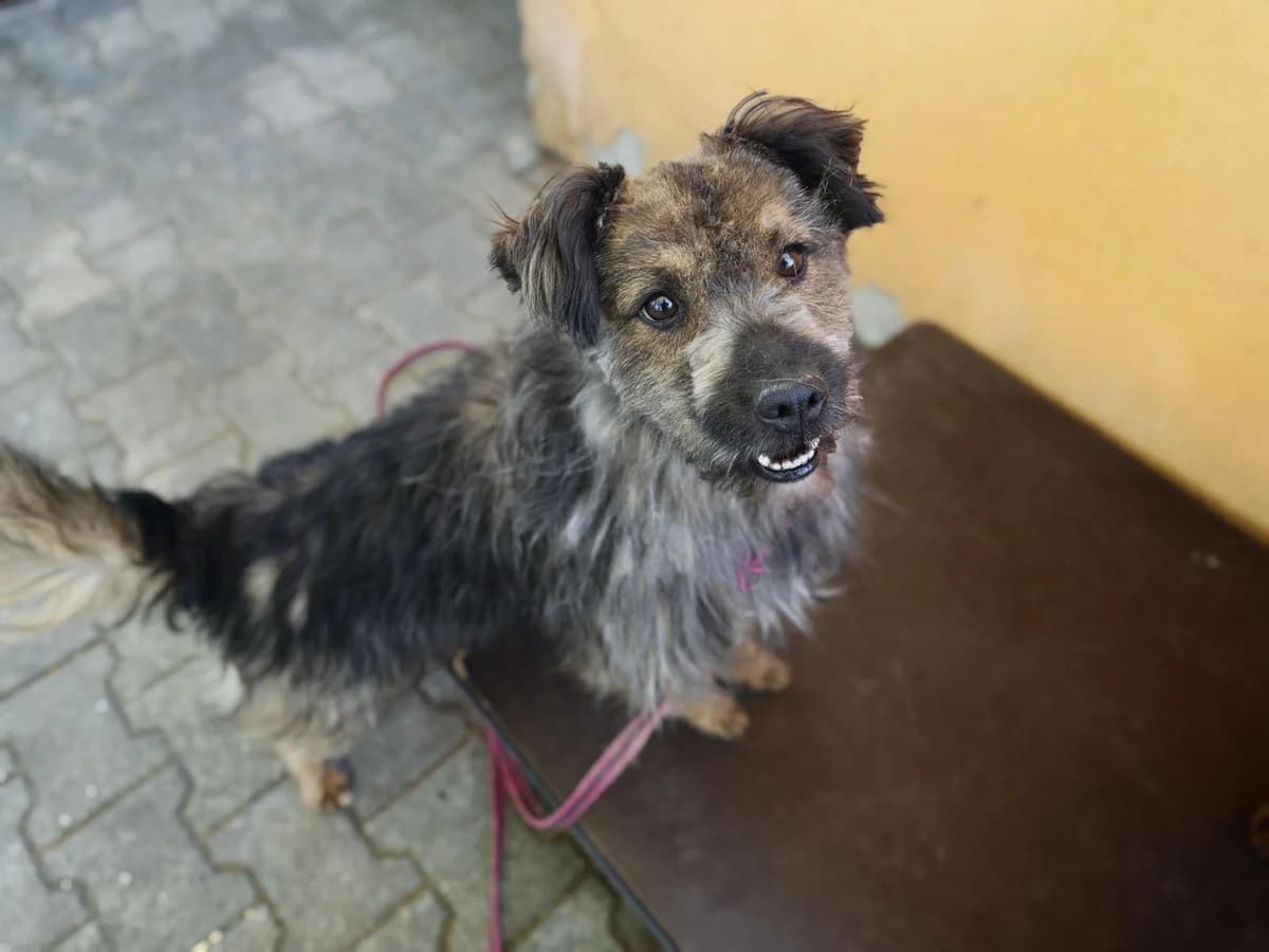 Hund Elmo sucht ein Zuhause, male 6yo Mixed Breed for adoption at 4animals! e.V. Hundeauffangstation HASt, Essen