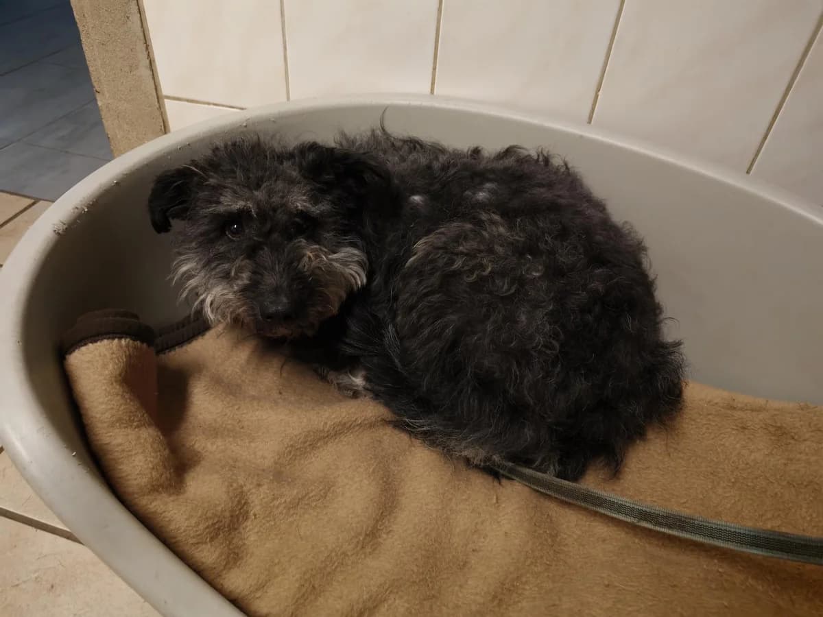 Hund Mia sucht ein Zuhause, female 4yo Mixed Breed for adoption at 4animals! e.V. Hundeauffangstation HASt, Essen