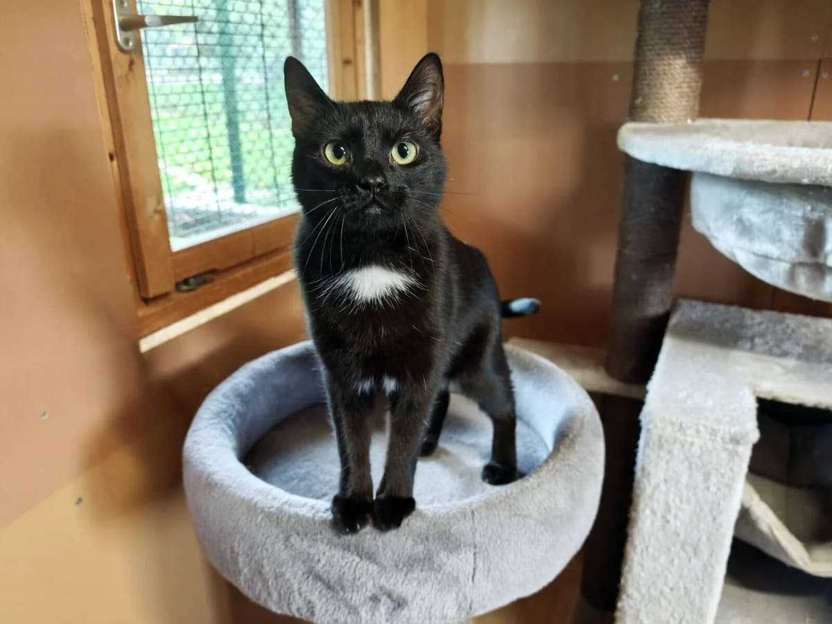 Katze Morgana sucht ein Zuhause, schwarz female young Mixed Breed for adoption at 4animals! e.V. Hundeauffangstation HASt, Essen