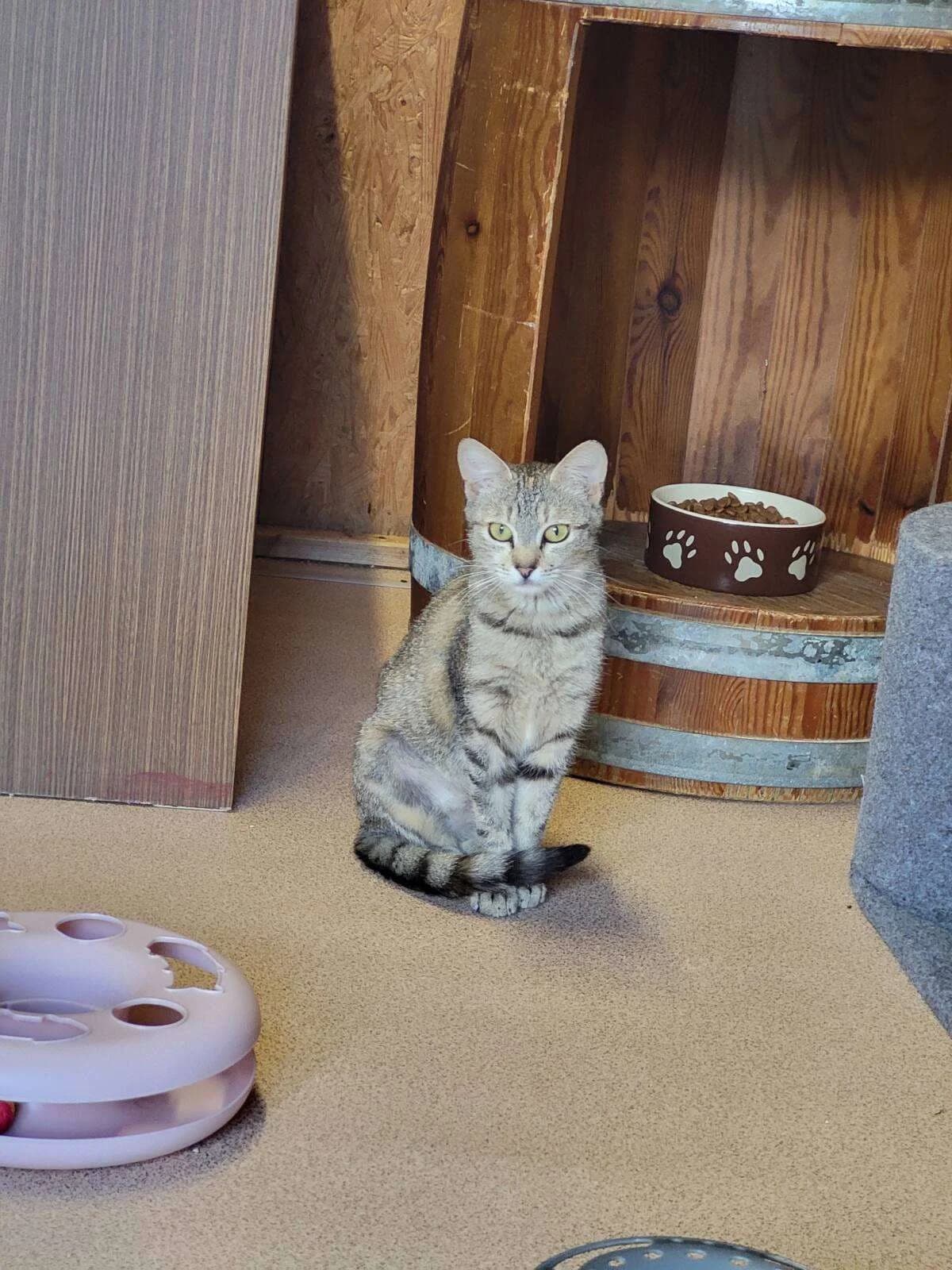 Katze Rosmarie sucht ein Zuhause, female young Mixed Breed for adoption at 4animals! e.V. Hundeauffangstation HASt, Essen
