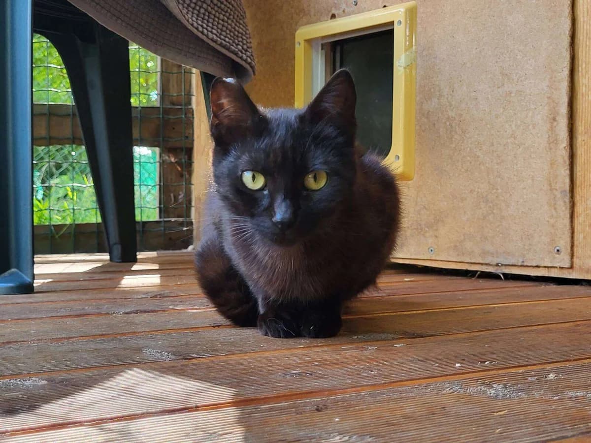 Katze Cayenne sucht ein Zuhause, female 3yo Mixed Breed for adoption at 4animals! e.V. Hundeauffangstation HASt, Essen