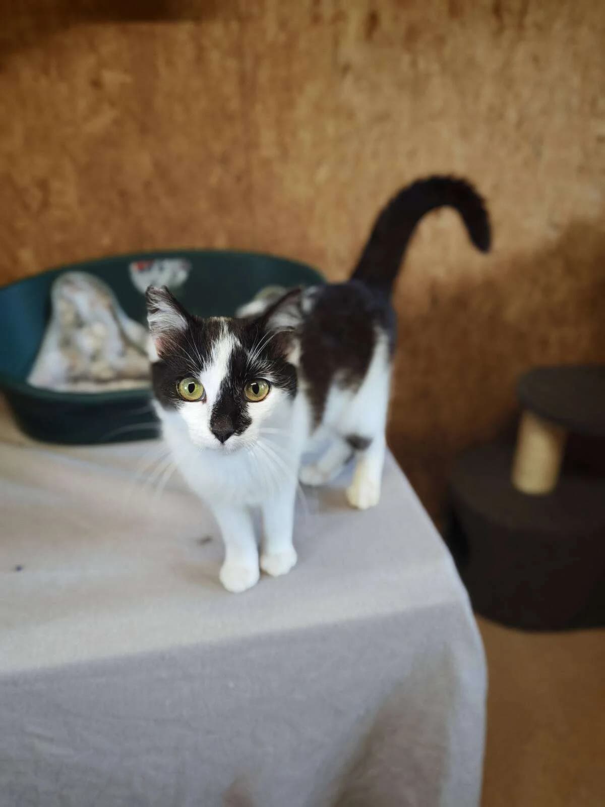 Kater Piri-Piri sucht ein Zuhause, male young Mixed Breed for adoption at 4animals! e.V. Hundeauffangstation HASt, Essen