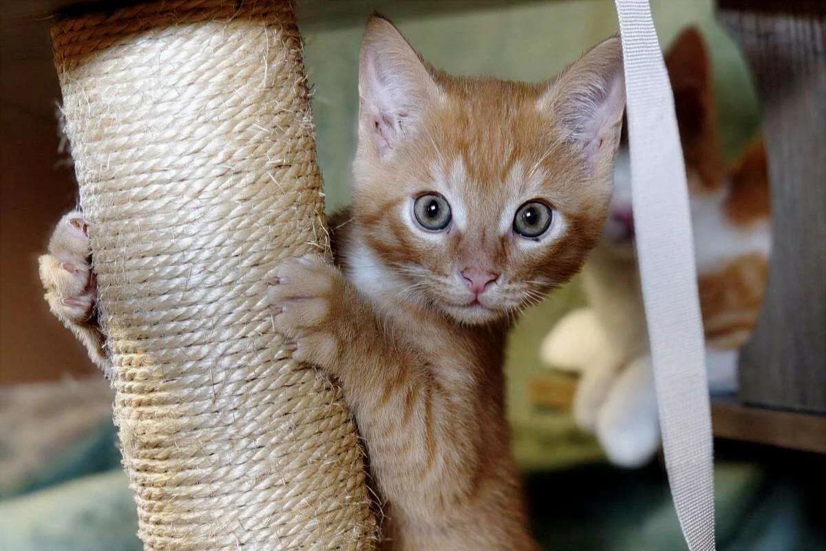 Kater Ingo sucht ein Zuhause, male puppy Mixed Breed for adoption at 4animals! e.V. Hundeauffangstation HASt, Essen