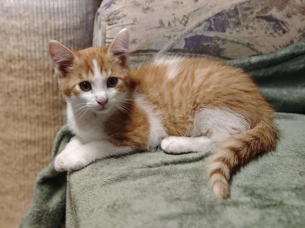 Kater Fridolin sucht ein Zuhause, male puppy Mixed Breed for adoption at 4animals! e.V. Hundeauffangstation HASt, Essen
