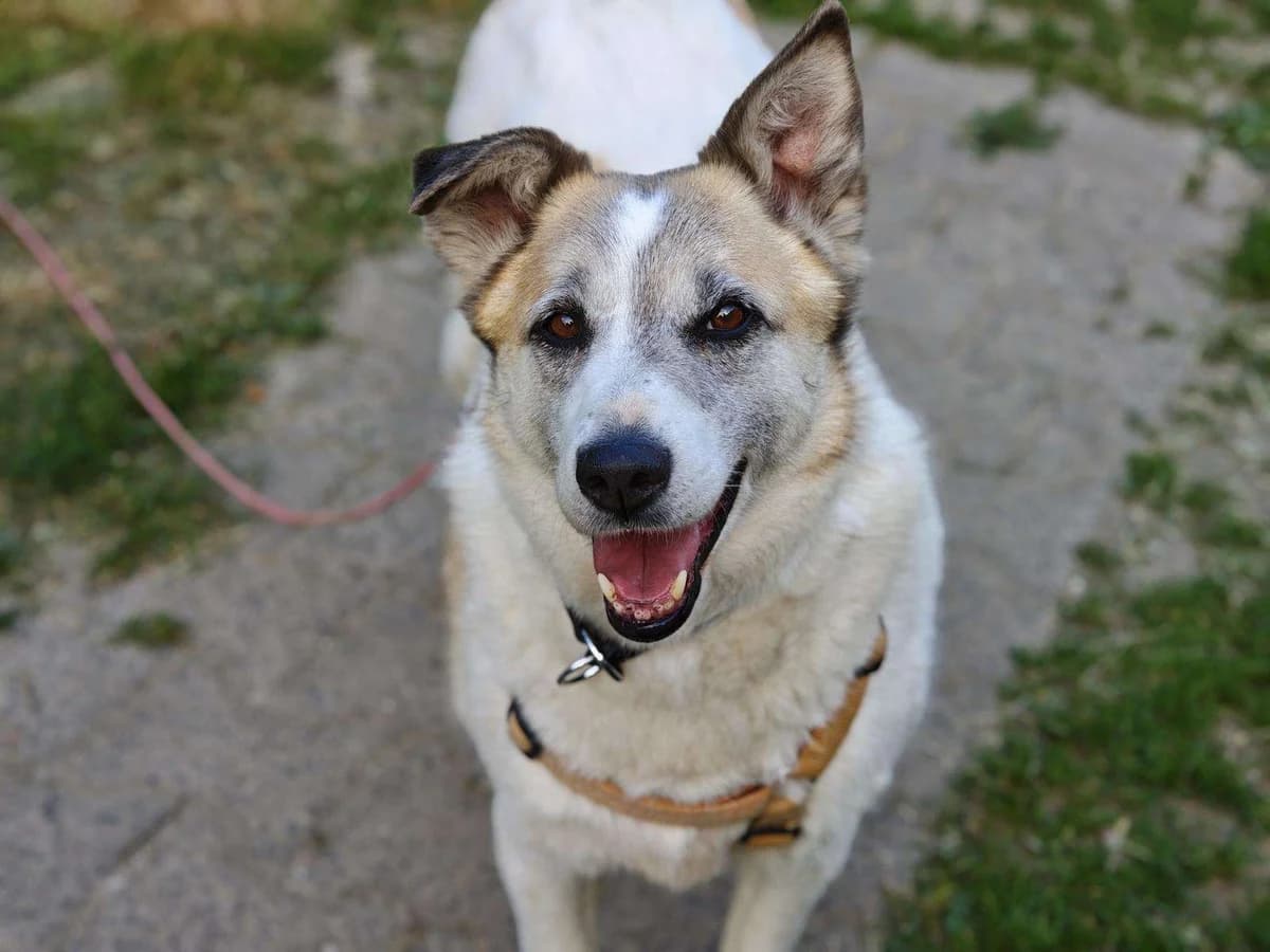 Hund Brenda sucht ein Zuhause, female 7yo Mixed Breed for adoption at 4animals! e.V. Hundeauffangstation HASt, Essen