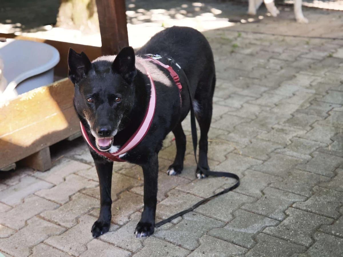 Hund Buna sucht ein Zuhause, female senior Mixed Breed for adoption at 4animals! e.V. Hundeauffangstation HASt, Essen