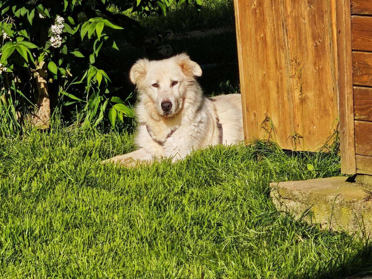 Hund Eila sucht ein Zuhause, Mixed Breed (4animals! e.V. Hundeauffangstation HASt)