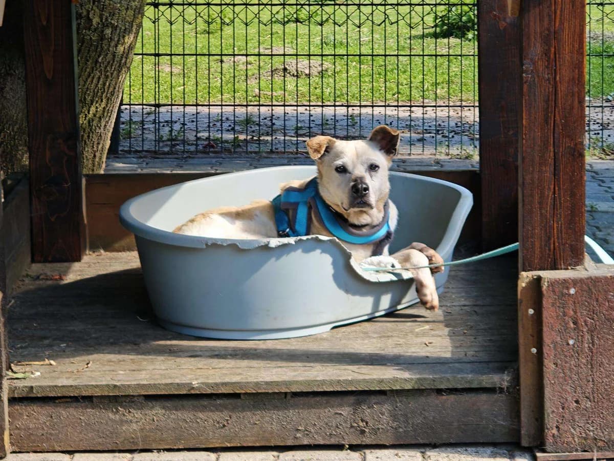 Hund Quentin sucht ein Zuhause, male senior Mixed Breed for adoption at 4animals! e.V. Hundeauffangstation HASt, Essen