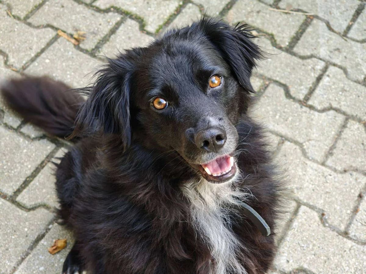 Hund Majka sucht ein Zuhause, female senior Mixed Breed for adoption at 4animals! e.V. Hundeauffangstation HASt, Essen