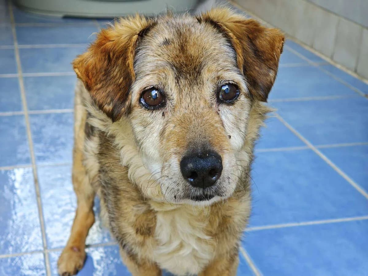 Hund Kaziu sucht ein Zuhause, male senior Mixed Breed for adoption at 4animals! e.V. Hundeauffangstation HASt, Essen
