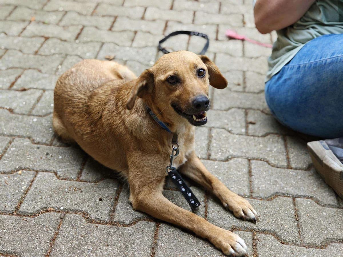 Hund Frokta sucht ein Zuhause, female young Mixed Breed for adoption at 4animals! e.V. Hundeauffangstation HASt, Essen