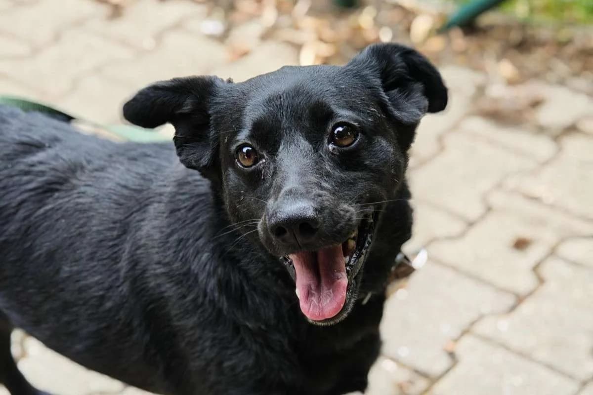 Hund Kawa sucht ein Zuhause, female 6yo Mixed Breed for adoption at 4animals! e.V. Hundeauffangstation HASt, Essen