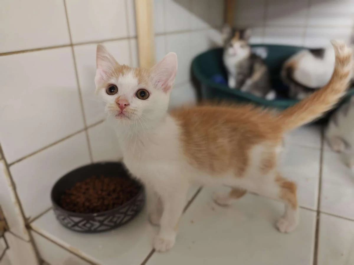 Kater Benito sucht ein Zuhause, male puppy Mixed Breed for adoption at 4animals! e.V. Hundeauffangstation HASt, Essen