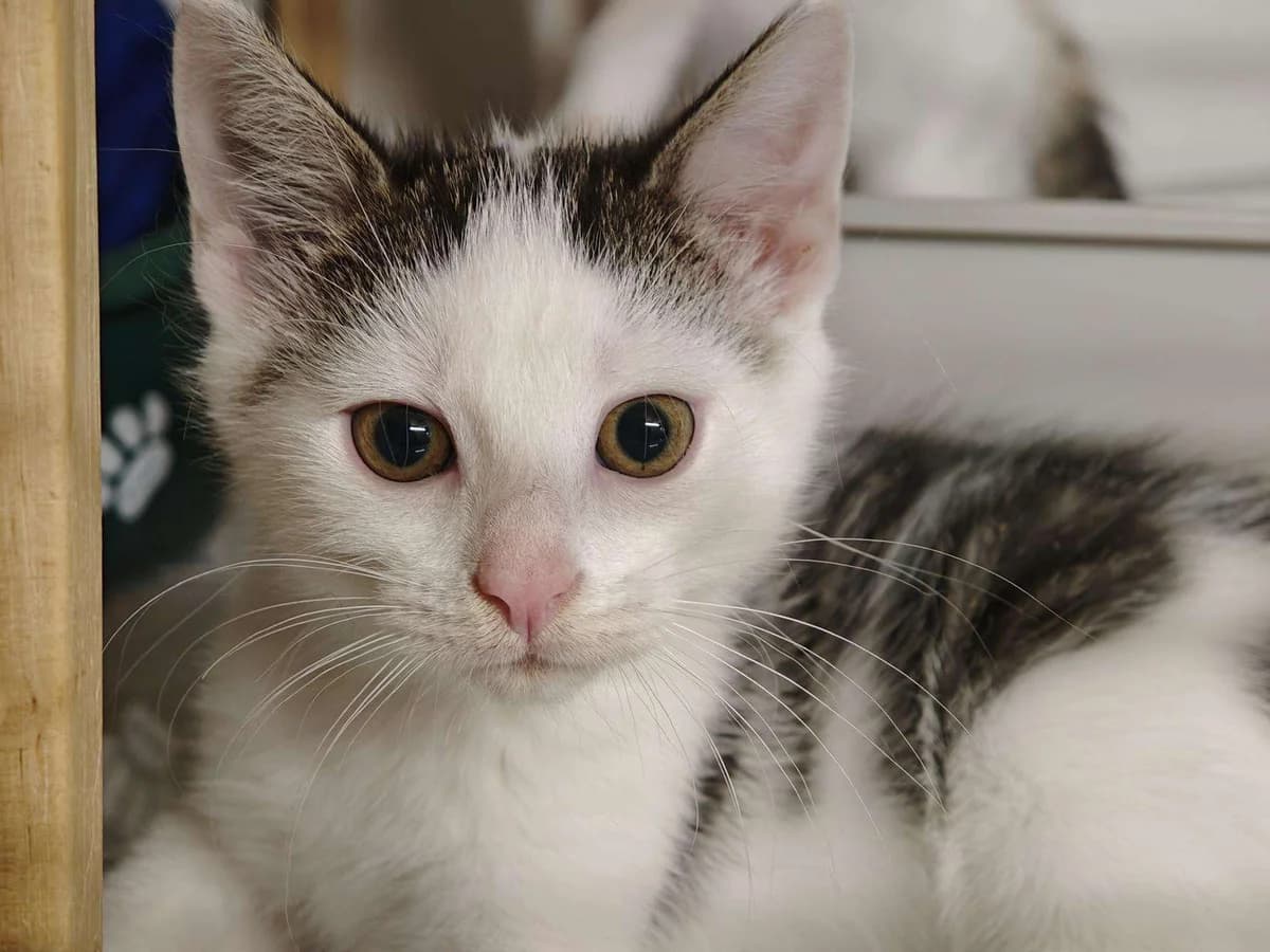 Kater Fiete sucht ein Zuhause, male puppy Mixed Breed for adoption at 4animals! e.V. Hundeauffangstation HASt, Essen