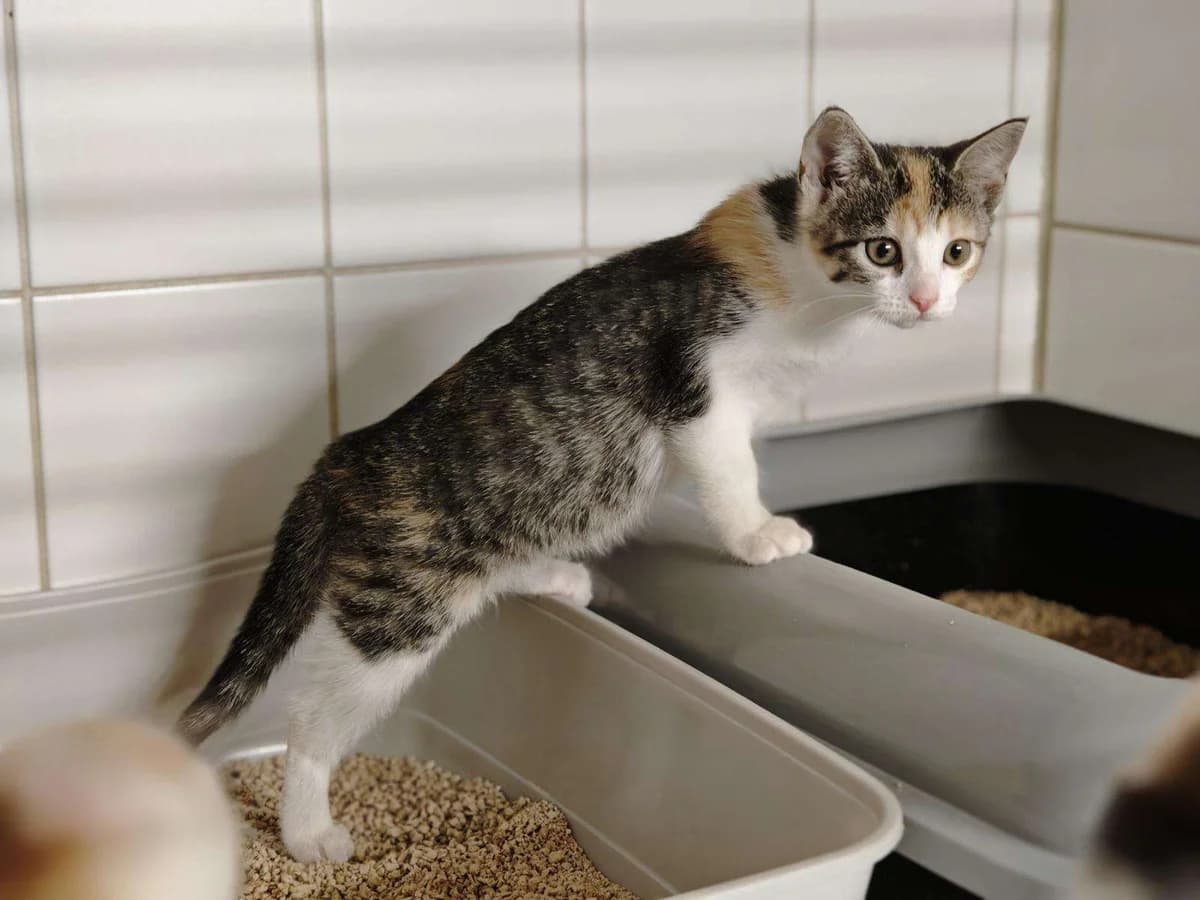 Katze Betty sucht ein Zuhause, female puppy Mixed Breed for adoption at 4animals! e.V. Hundeauffangstation HASt, Essen