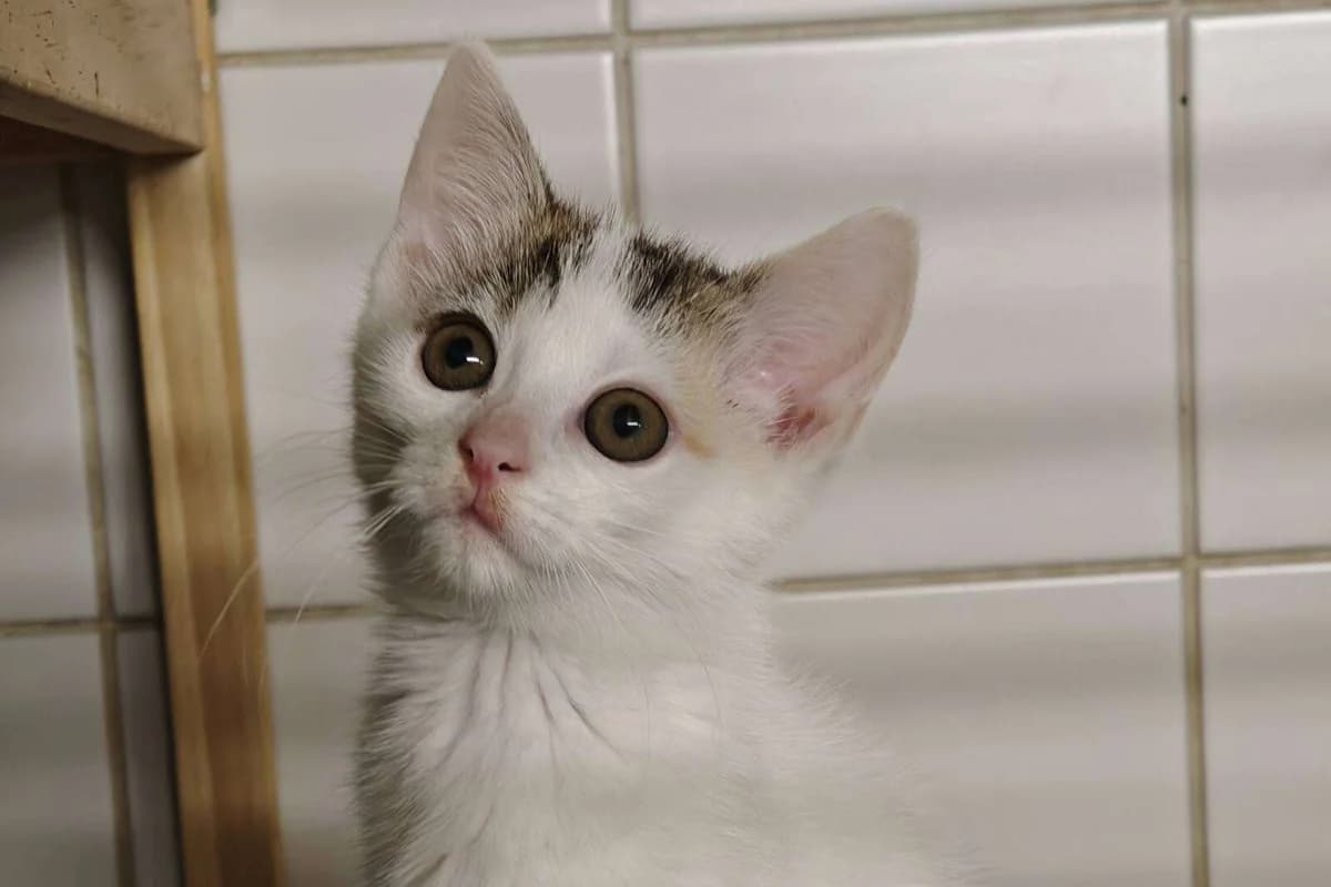 Katze Bella sucht ein Zuhause, female puppy Mixed Breed for adoption at 4animals! e.V. Hundeauffangstation HASt, Essen