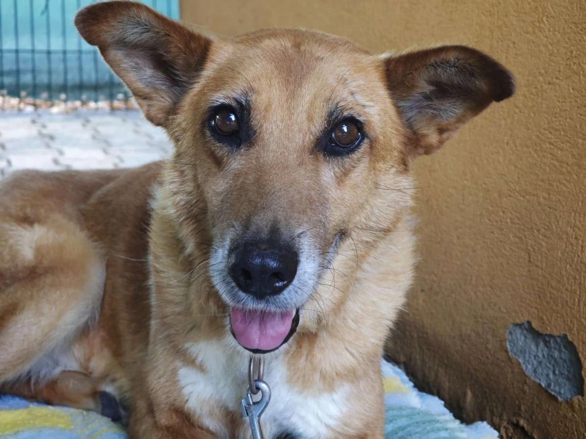 Hund Jaklin sucht ein Zuhause, Mixed Breed (4animals! e.V. Hundeauffangstation HASt)