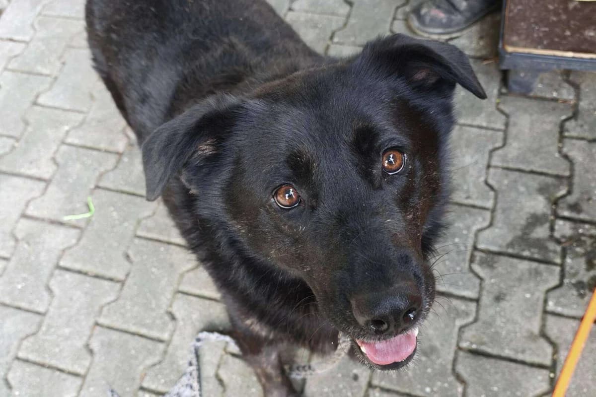 Hund Nels sucht ein Zuhause, male 4yo Mixed Breed for adoption at 4animals! e.V. Hundeauffangstation HASt, Essen