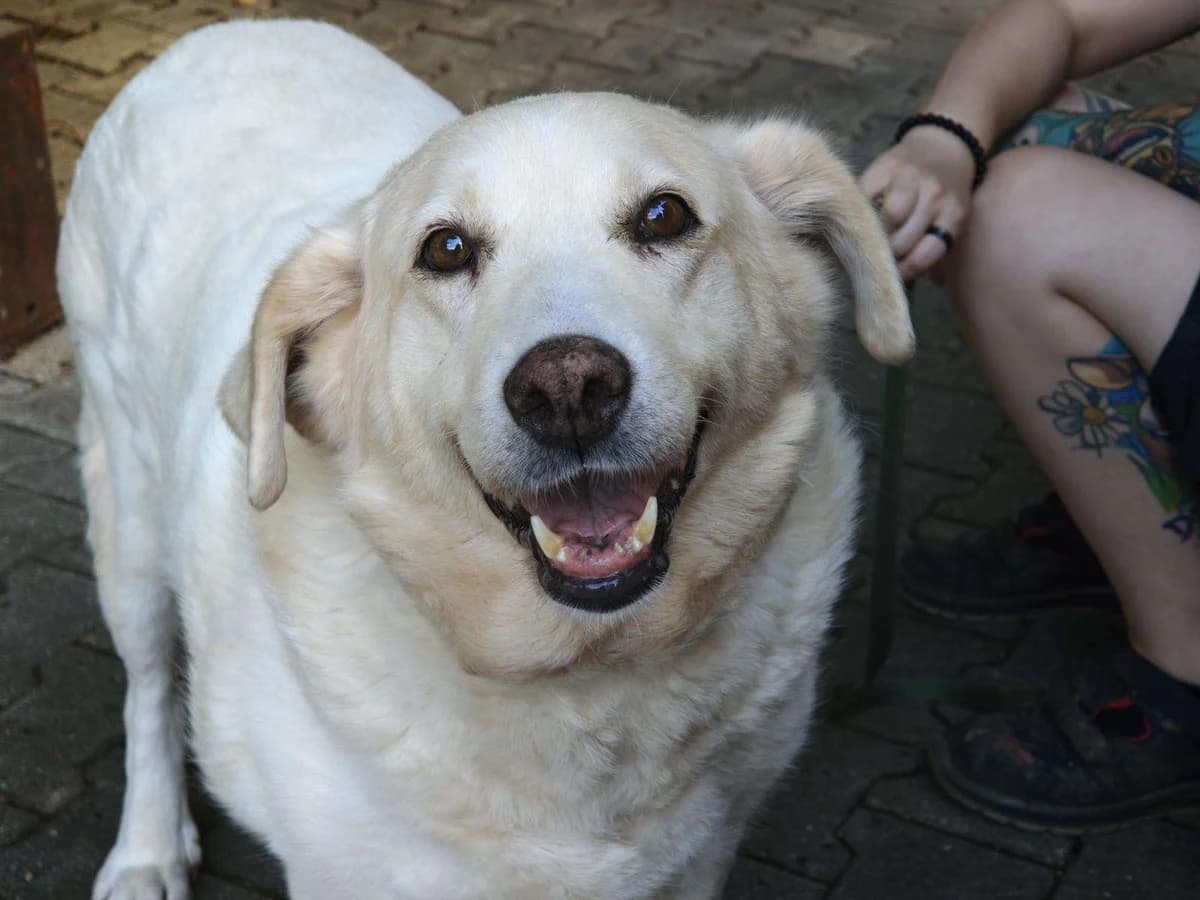 Hund Martha sucht ein Zuhause, female senior Mixed Breed for adoption at 4animals! e.V. Hundeauffangstation HASt, Essen