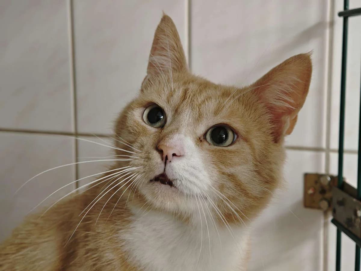 Kater Lancelot sucht ein Zuhause, creme male 3yo Mixed Breed for adoption at 4animals! e.V. Hundeauffangstation HASt, Essen