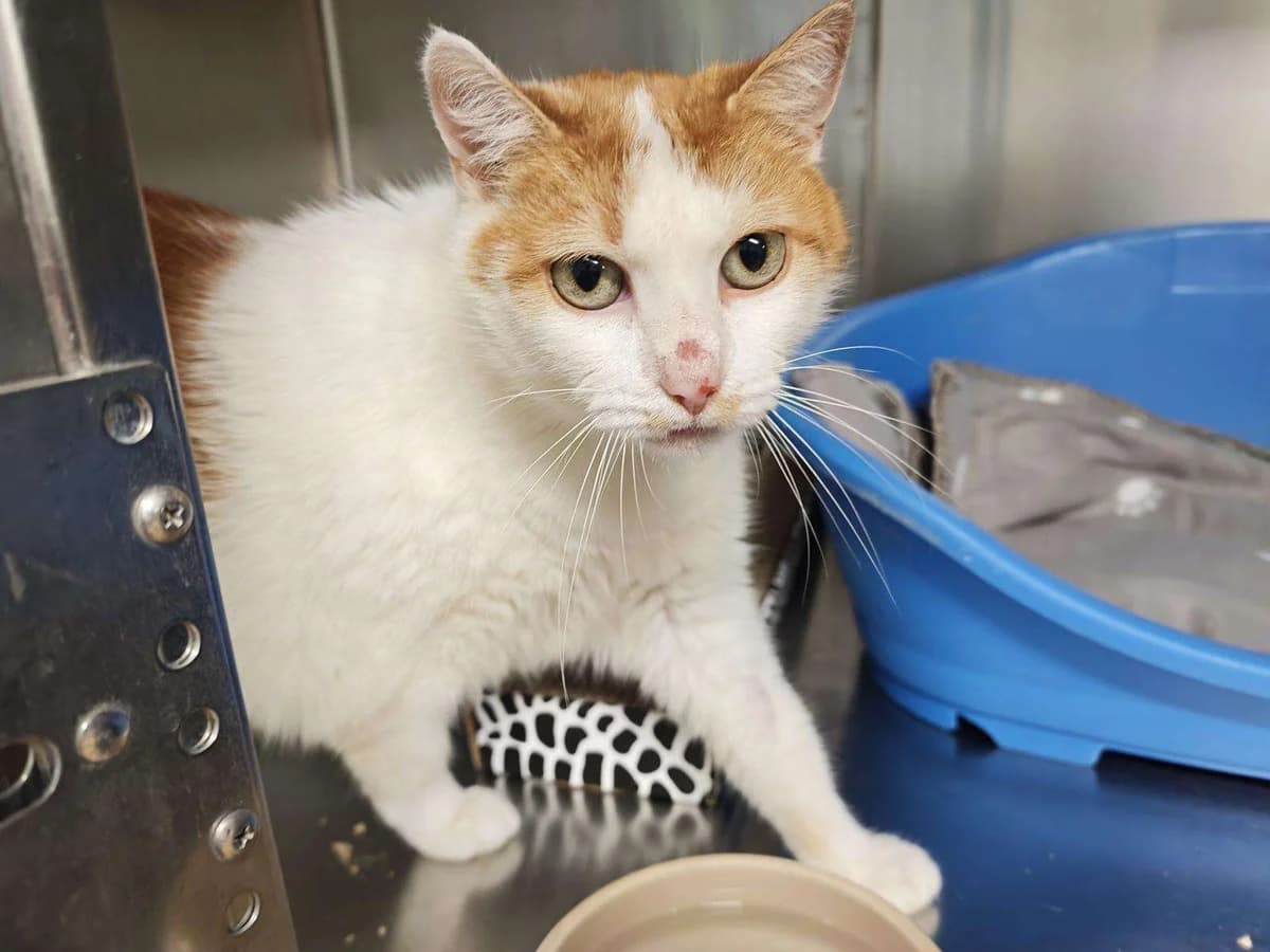 Kater Oskar sucht ein Zuhause, Mixed Breed (4animals! e.V. Hundeauffangstation HASt)