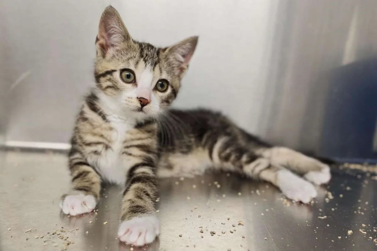 Kater Carlo sucht ein Zuhause, Mixed Breed (4animals! e.V. Hundeauffangstation HASt)