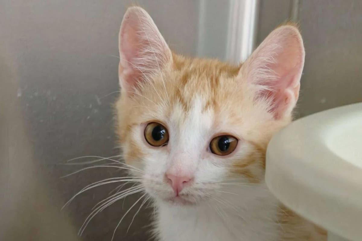Kater Casper sucht ein Zuhause, male puppy Mixed Breed for adoption at 4animals! e.V. Hundeauffangstation HASt, Essen