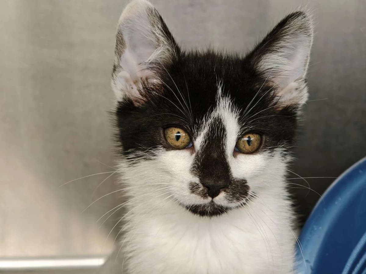 Kater Dexter sucht ein Zuhause, male puppy Mixed Breed for adoption at 4animals! e.V. Hundeauffangstation HASt, Essen