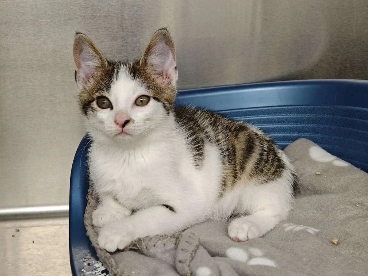 Kater Diego sucht ein Zuhause, male puppy Mixed Breed for adoption at 4animals! e.V. Hundeauffangstation HASt, Essen