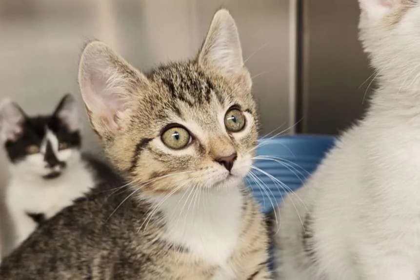 Kater Dino sucht ein Zuhause, male puppy Mixed Breed for adoption at 4animals! e.V. Hundeauffangstation HASt, Essen