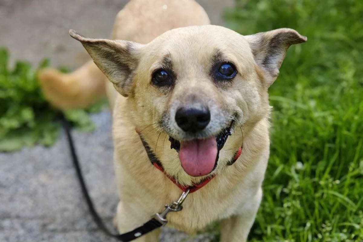 Hund Berlinek sucht ein Zuhause, male senior Mixed Breed for adoption at 4animals! e.V. Hundeauffangstation HASt, Essen