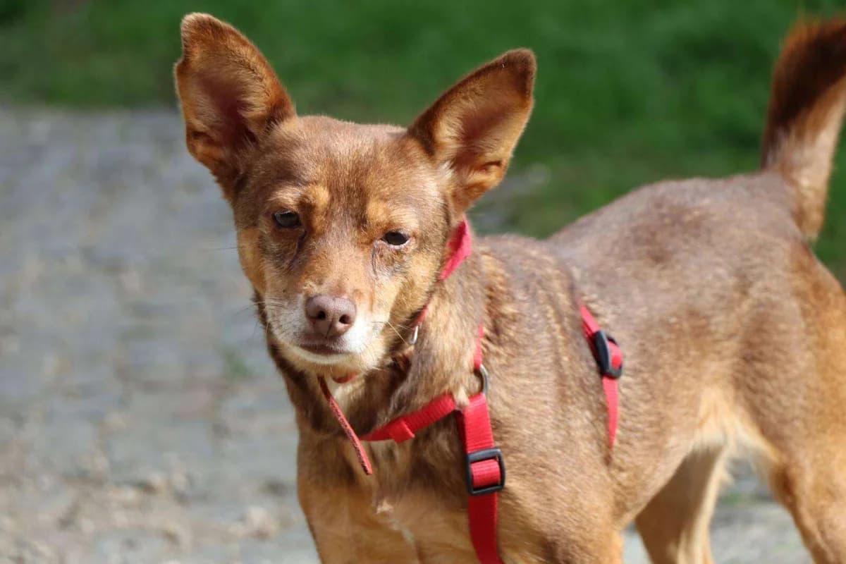 Hund Merci sucht ein Zuhause, female 4yo Mixed Breed for adoption at 4animals! e.V. Hundeauffangstation HASt, Essen