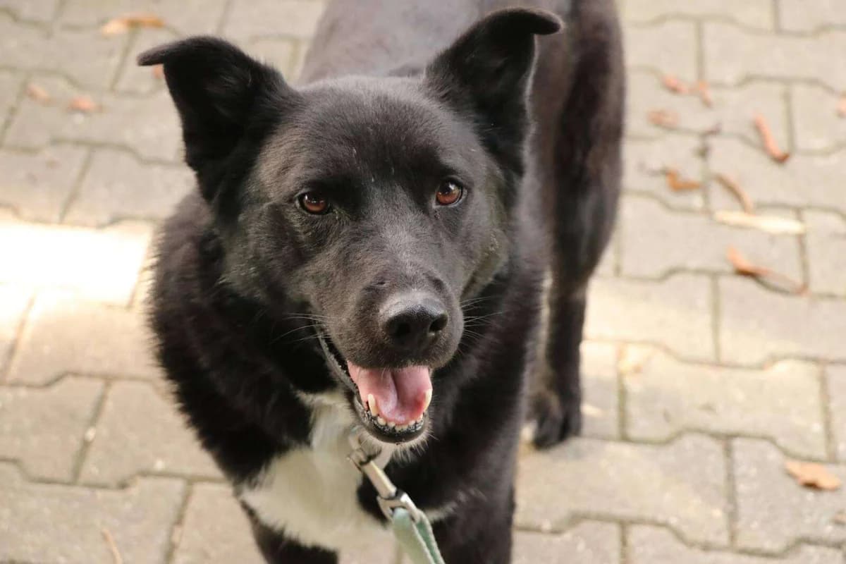 Hund Luska sucht ein Zuhause, female 4yo Mixed Breed for adoption at 4animals! e.V. Hundeauffangstation HASt, Essen