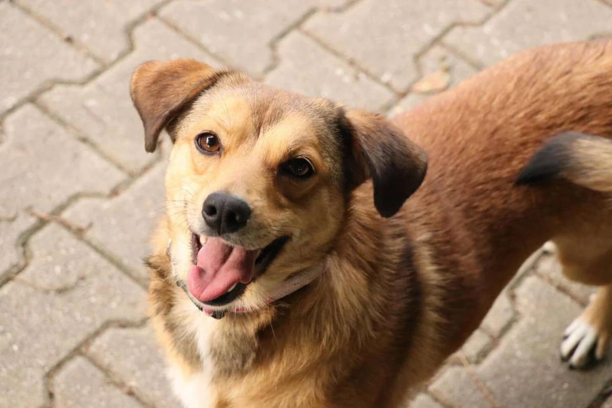 Hund Doris sucht ein Zuhause, female young Mixed Breed for adoption at 4animals! e.V. Hundeauffangstation HASt, Essen