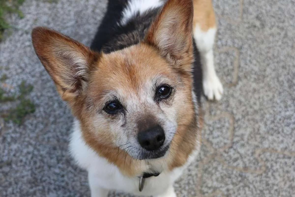 Hund Kaja sucht ein Zuhause, female 4yo Mixed Breed for adoption at 4animals! e.V. Hundeauffangstation HASt, Essen